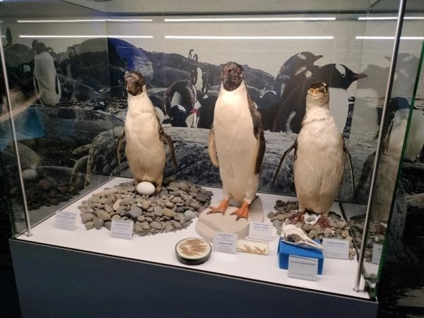 Rozstrzygnięcie XXXVIII edycji Ogólnopolskiego Konkursu Plastycznego pod hasłem „Mój Las” w Nadleśnictwie Puławy. — zdjęcie 17